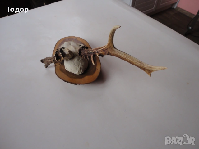 Ловен трофей рог рога 12, снимка 3 - Ножове - 54087255