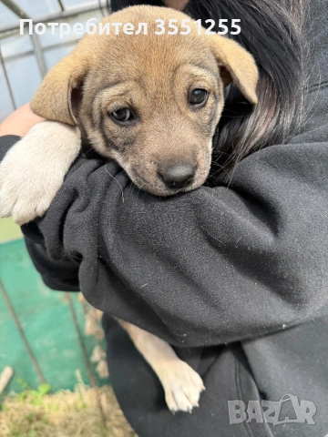 Подаряват се , снимка 12 - Други - 54173017