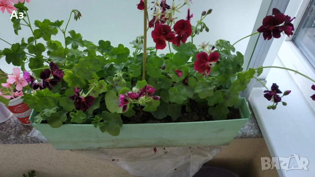 Продавам висящи мушката насадени в сандъчета -  5 налични сандъчета, снимка 10 - Градински цветя и растения - 50668231