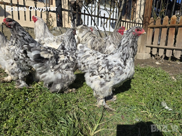 Продавам разплодни яйца от Сплаш Брама [Splash Brahma], снимка 3 - Кокошки и пуйки - 53810967