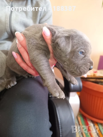 Кане Корсо, снимка 2 - Кане корсо - 53711826