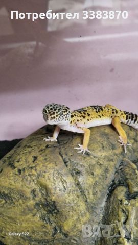 Продавам леопардов гекон с пълно оборудване  , снимка 4 - Гекон - 45477903