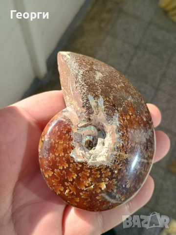 Натурален Амунит-82, снимка 4 - Антикварни и старинни предмети - 52375918