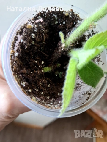 Колерия Марта, Kohleria Ni`s Marta, снимка 3 - Стайни растения - 53409654