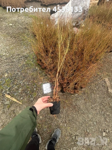 Боровинки сорт ДАРОУ 3 годишни