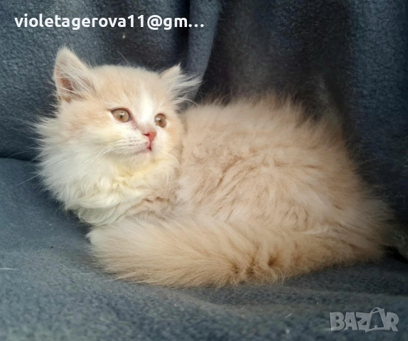 британски котки, снимка 4 - Британска късокосместа - 53479911