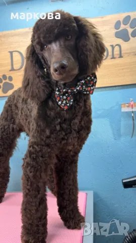 стандартен/Голям кралски/ пудел, снимка 3 - Пудели - 50202304