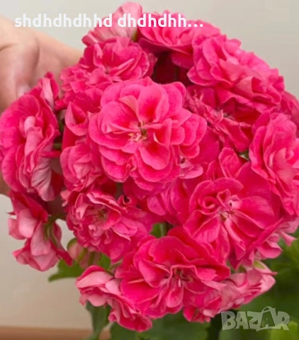 комплект от 5 броя мшкато , снимка 3 - Градински цветя и растения - 54272699