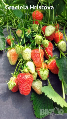 Продавам разсад ягоди , снимка 3 - Градински цветя и растения - 53815600