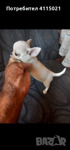 Мини чихуахуа