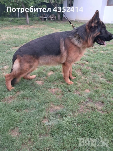 Продавам мъжка немска овчарка на 13 месеца с документи, снимка 1