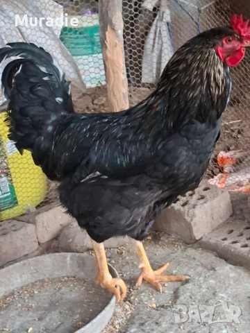 Черен Петел  за разплод 