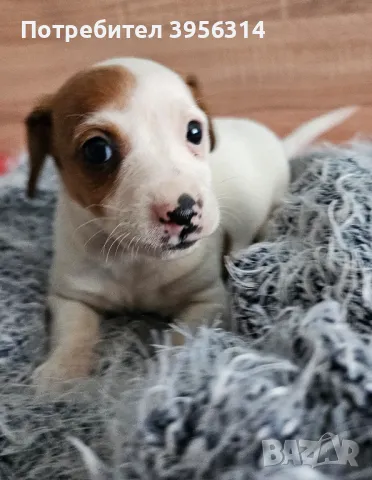 Джак Ръсел момиче, снимка 1