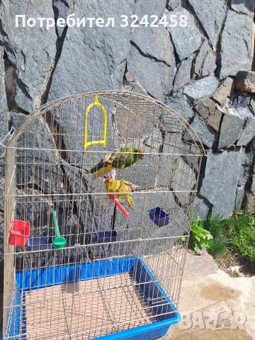 Продавам какарики