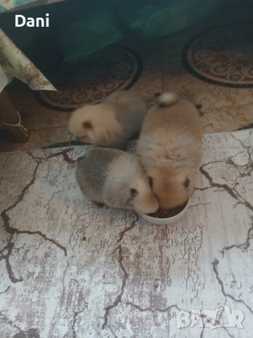Mini pomeran, снимка 12 - Померан - 53295995