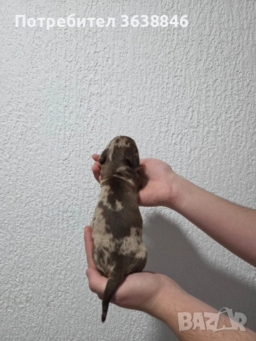 Мини дакел, снимка 4 - Дакели - 54081783