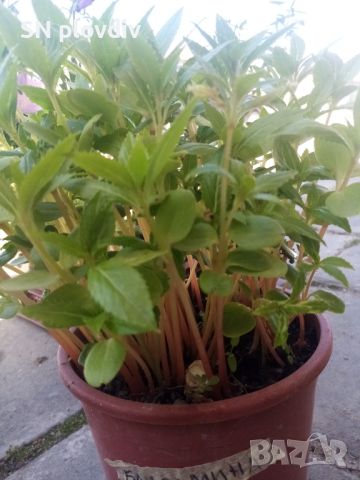 Разсад циганче балсамина, снимка 1 - Градински цветя и растения - 45912541