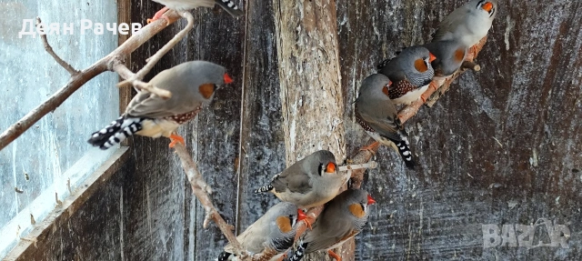 амадини ДЖЪМБО ИЗЛОЖБЕНИ амадини УНГАРСКА ЛИНИЯ ЗЕБРОВИ АМАДИНИ