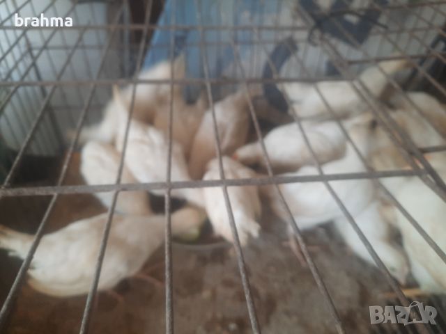 Налични пилета от породата Бял Легхорн, снимка 6 - Кокошки и пуйки - 46431911