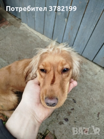 Кокер Шпаньол