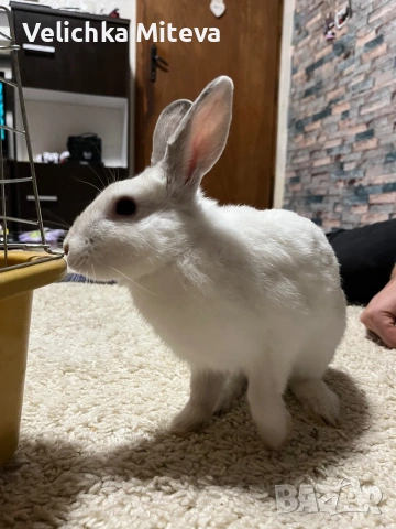  Декоративно Бяло Зайче на 6 месеца