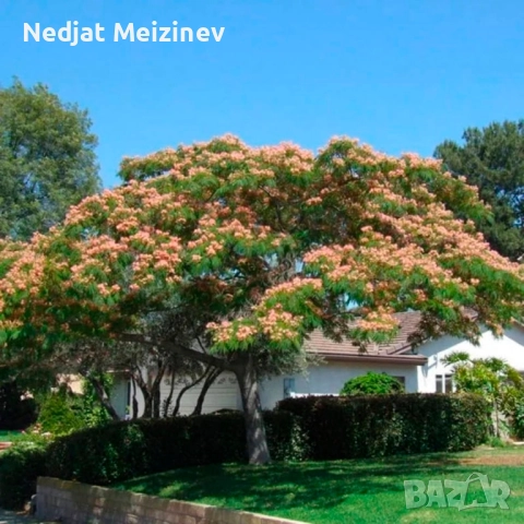 Албиция фиданки, снимка 5 - Градински цветя и растения - 52030801