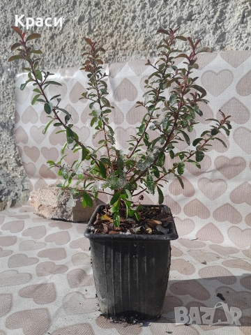 Пераканта., снимка 2 - Градински цветя и растения - 53160243