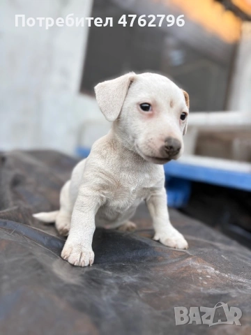 Чистокръвен Джак Ръсел, снимка 3 - Джак ръсел териер - 53807929