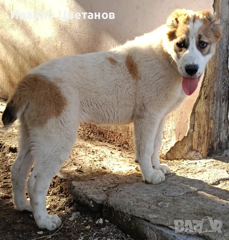 Алабай, снимка 2 - Алабай - 54113951