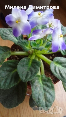 Сентполия - Африканска теменужка , снимка 8 - Стайни растения - 51164051