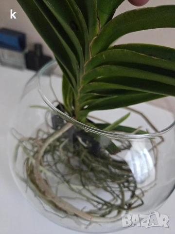 ванда , снимка 2 - Стайни растения - 53896166