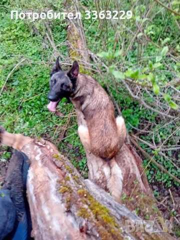 Продавам белгийски овчарки , снимка 4 - Белгийска овчарка - 53787310