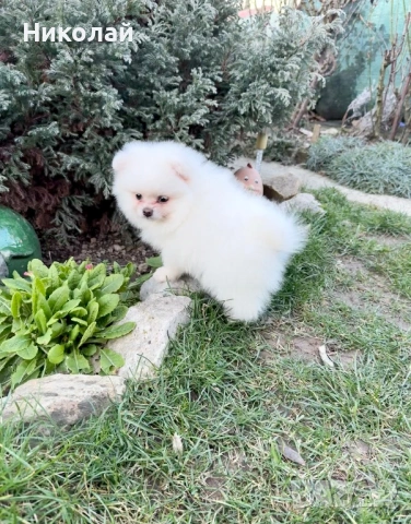 Померан мини момче със втора ваксина, снимка 6 - Померан - 53623973