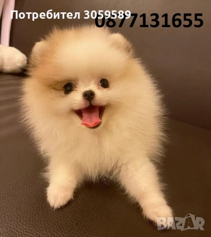 Померанчета малки кученца померан, снимка 1
