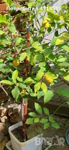 Лимонови дръвчета, снимка 3 - Стайни растения - 45980513