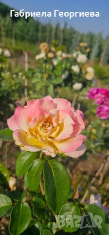 Щамбови рози на гол корен , снимка 11 - Градински цветя и растения - 52324650