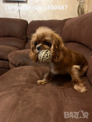 Кавалер кинг Чарлз, снимка 2 - Кавалер кинг чарлз шпаньол - 54233630