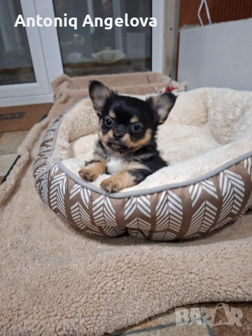 момченце чихуа на два месеца , снимка 7 - Чихуахуа - 54017806