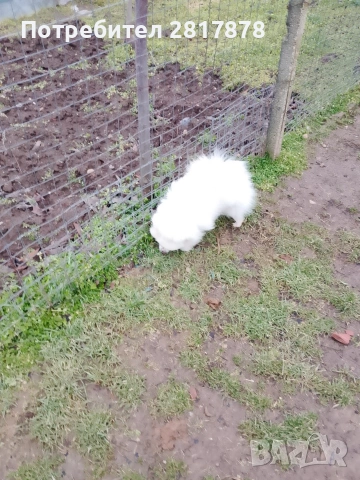 продавам померан , снимка 3 - Померан - 53205017