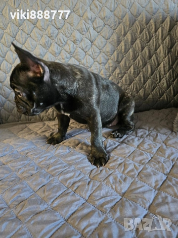 френски булдог на 3м с ваксини и паспорт , снимка 3 - Френски булдог - 53853696