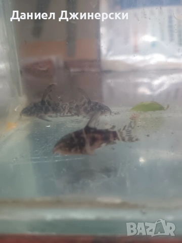 сом Коридорас (тигрово сомче), снимка 7 - Рибки - 53299050