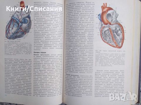 Анатомия человека. Том 1-2 (1986), снимка 3 - Енциклопедии, справочници - 45710417