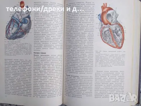 Анатомия человека. Том 1-2 (1986), снимка 3 - Енциклопедии, справочници - 49855016