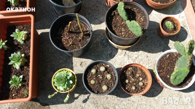 кактуси.алое,дебелец цена за всички, снимка 5 - Градински цветя и растения - 51708237