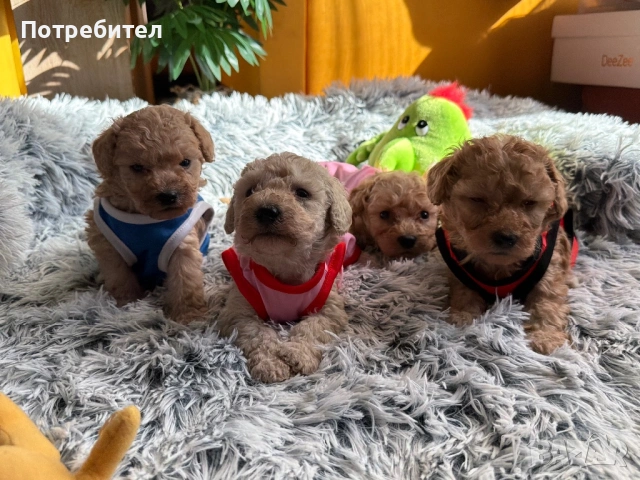 Пудел тойчета , снимка 7 - Пудели - 53762728