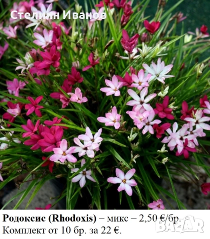 Родоксис (Rhodoxis) – микс; луковички