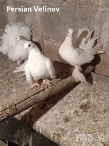 Продавам гълъби *, снимка 3 - Гълъби - 52367362