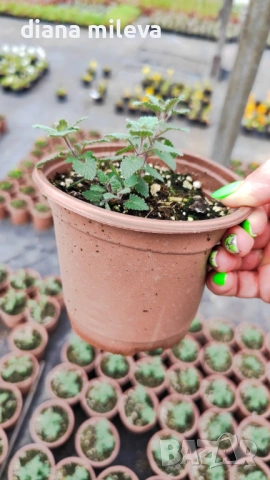 Непета, Nepeta, многогодишна и студоустойчива!!, снимка 6 - Градински цветя и растения - 52425887