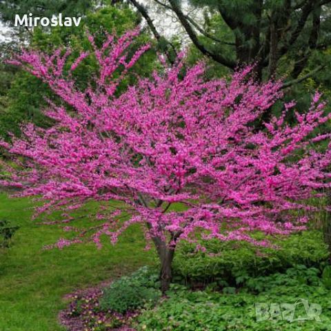 Див рожков  (Дърво на Юда), снимка 3 - Градински цветя и растения - 45127728