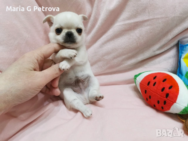 Мъжко чихуахуа, снимка 3 - Чихуахуа - 53982684